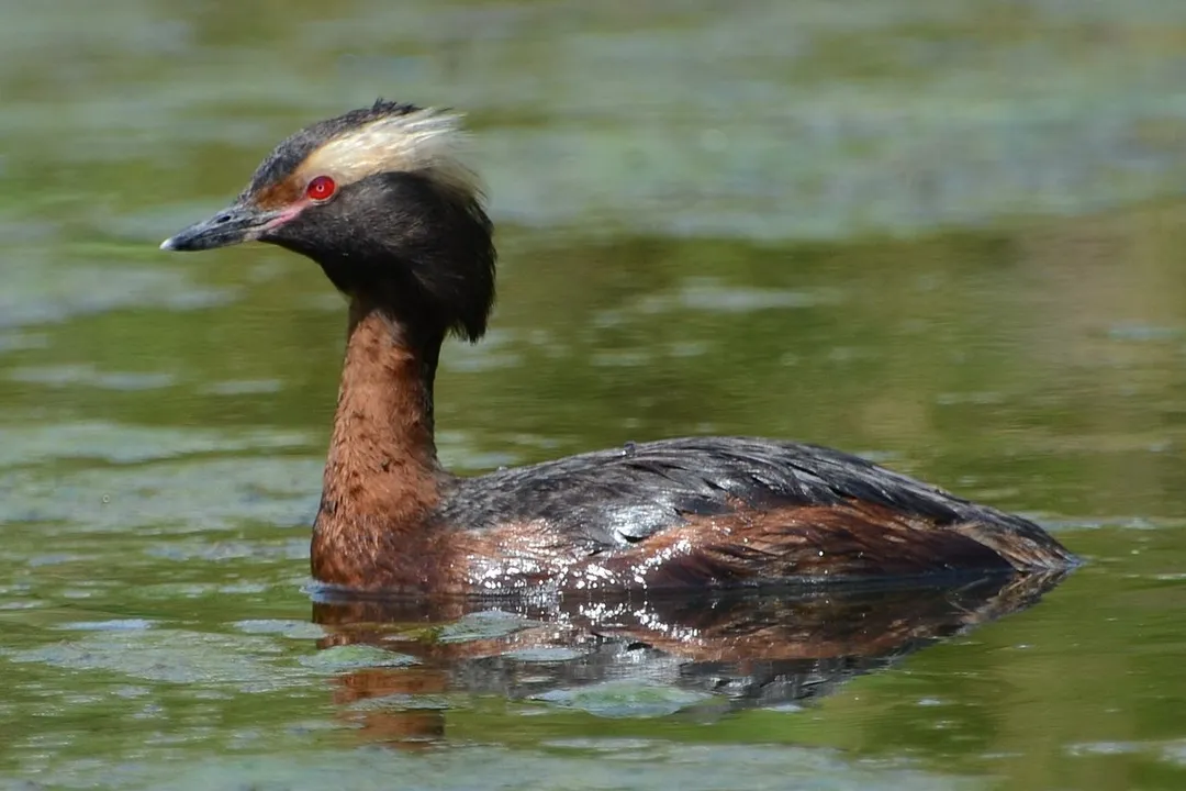 What is unique about horned grebes?