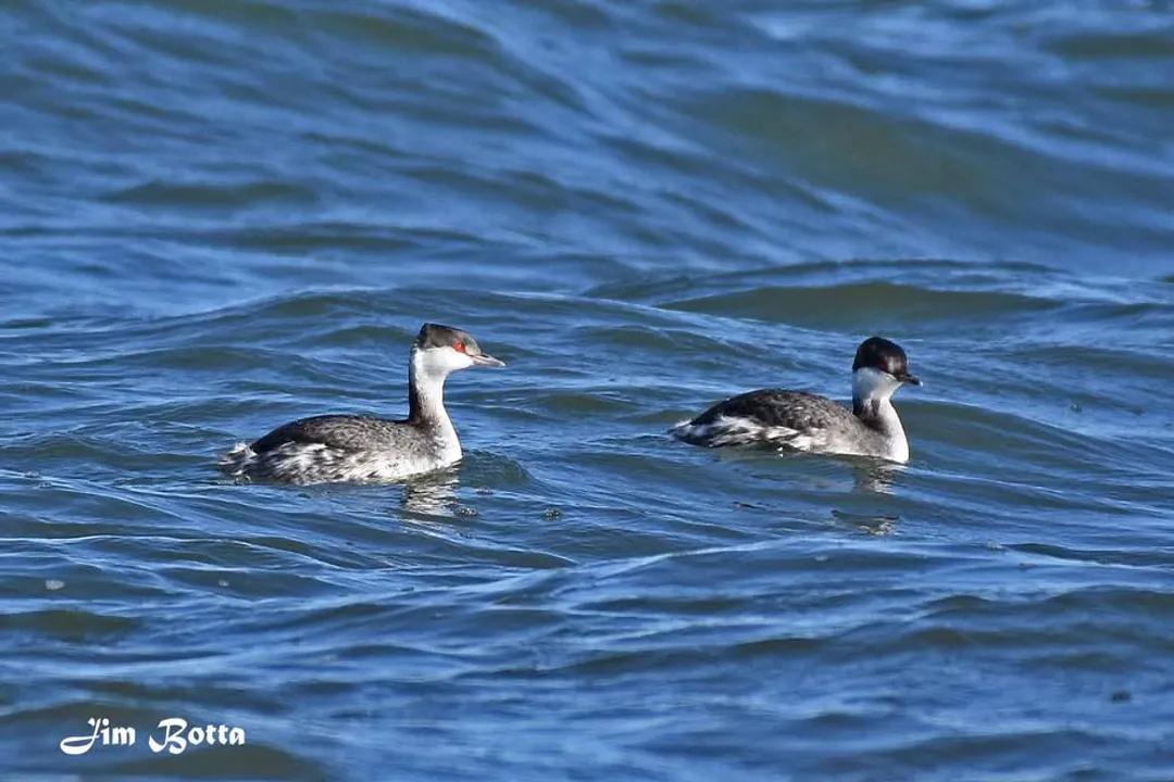 What is unique about horned grebes?, Plumage Shift