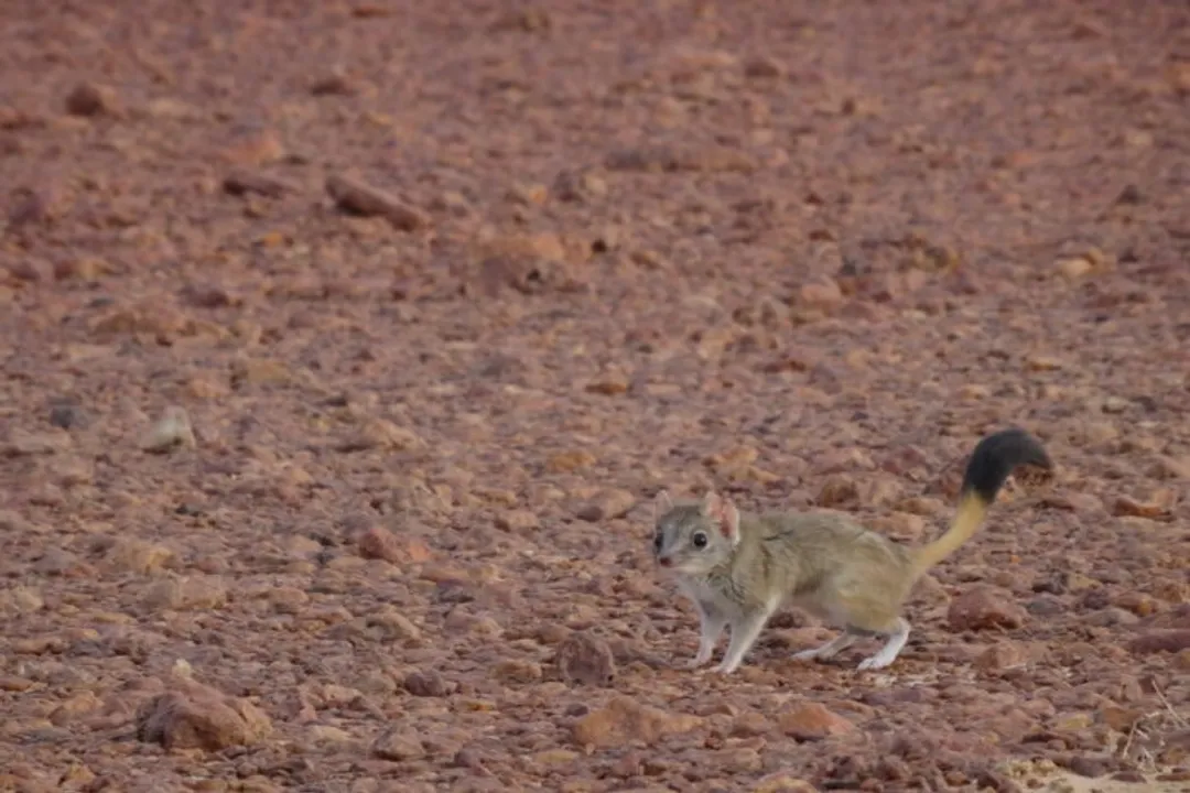 What is unique about kowari reproduction?, Mating Rituals