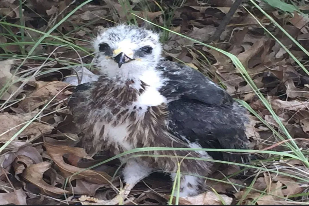 What is unique about Mississippi Kites?, Defense Tactics