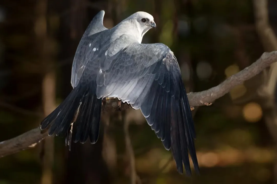 What is unique about Mississippi Kites?, Aerial Feeds