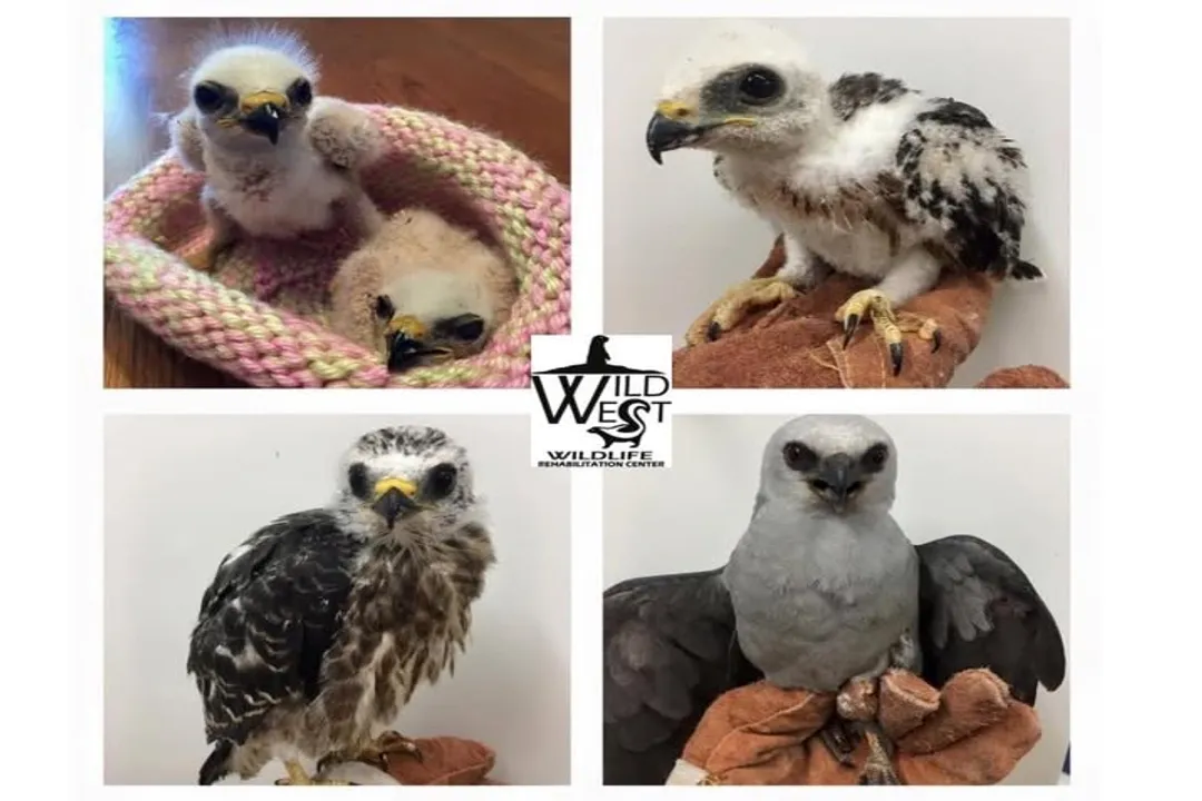 What is unique about Mississippi Kites?, Colony Structure