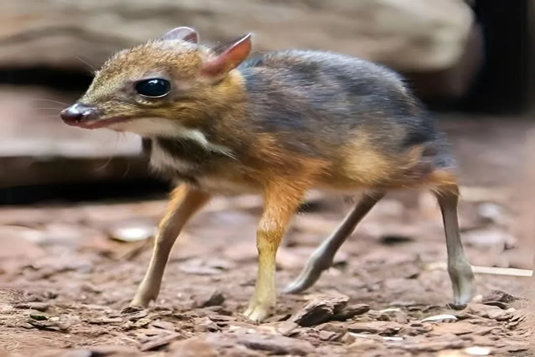 What is unique about mouse deer?, Digestive Secrets