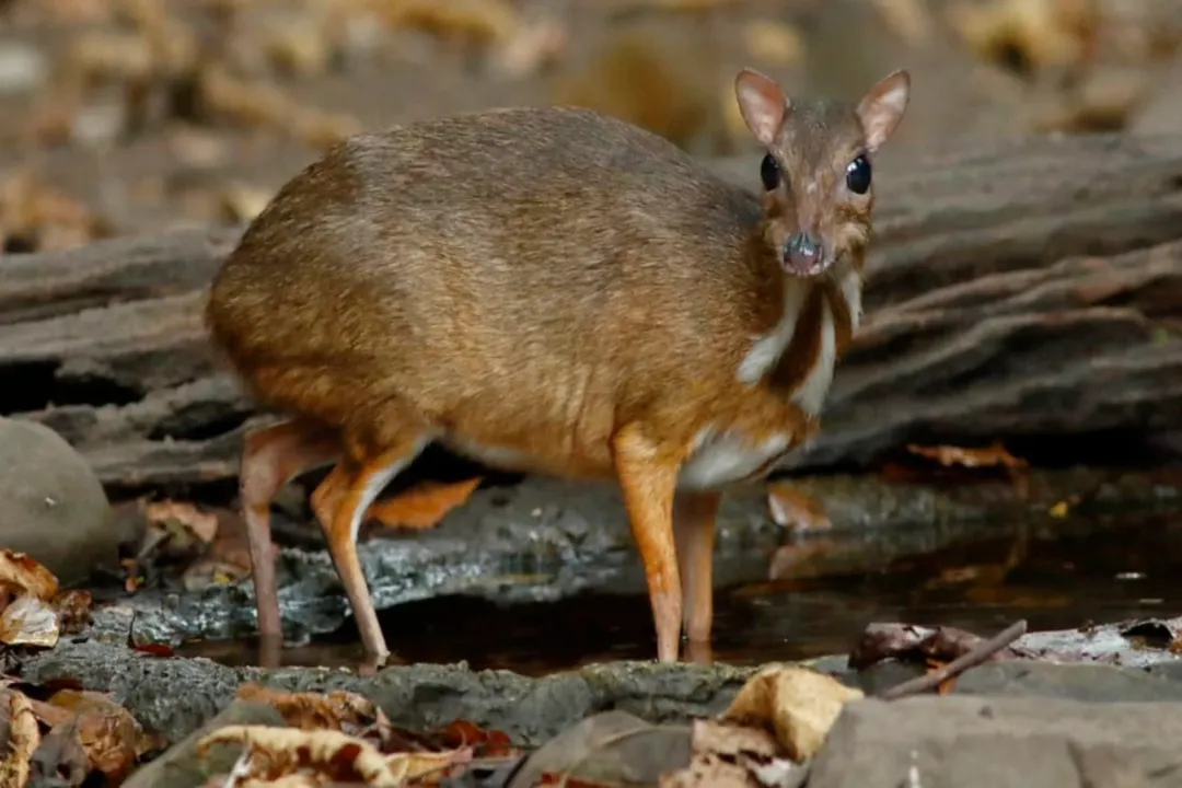 What is unique about mouse deer?, Tusked Males