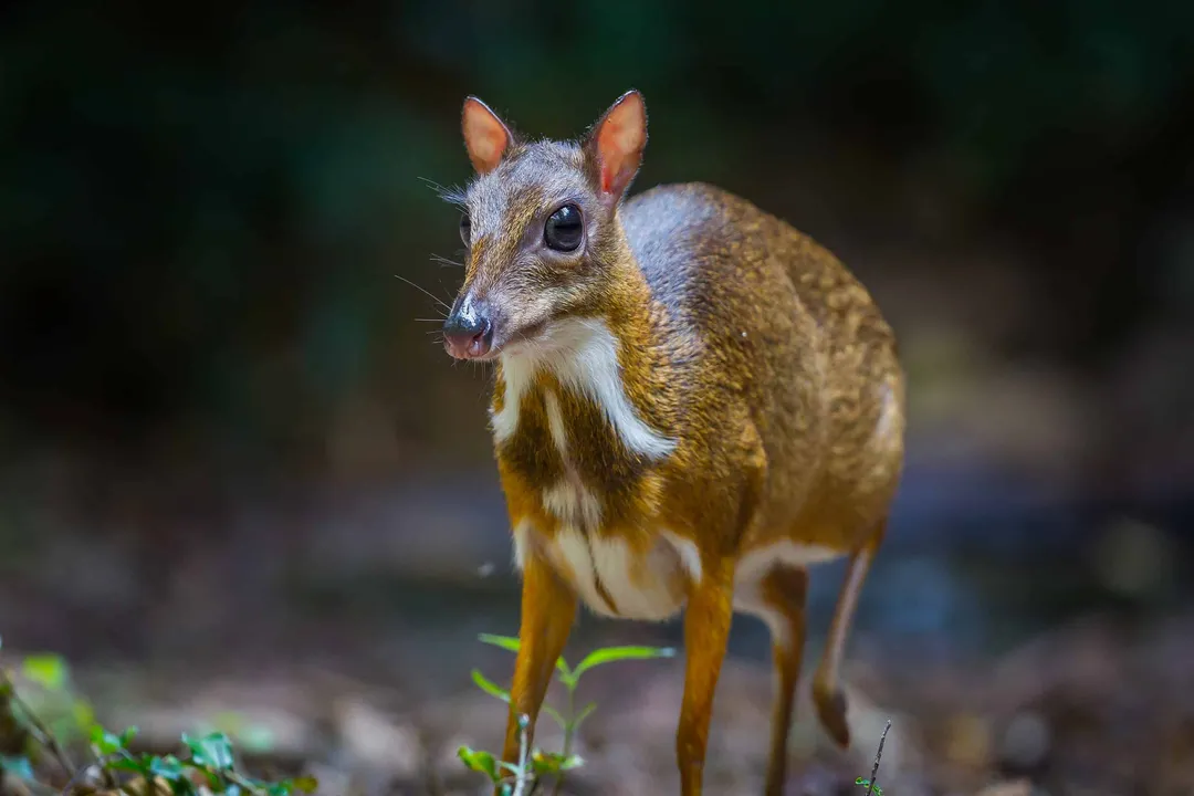 What is unique about mouse deer?
