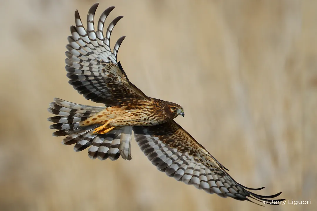What is unique about Northern Harriers?, Buoyant Flight