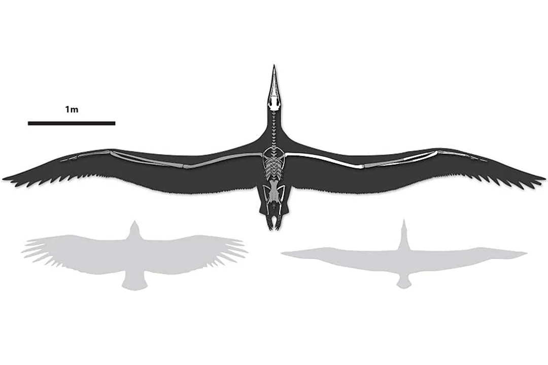 What is unique about Pelagornis?, Ocean Gliding