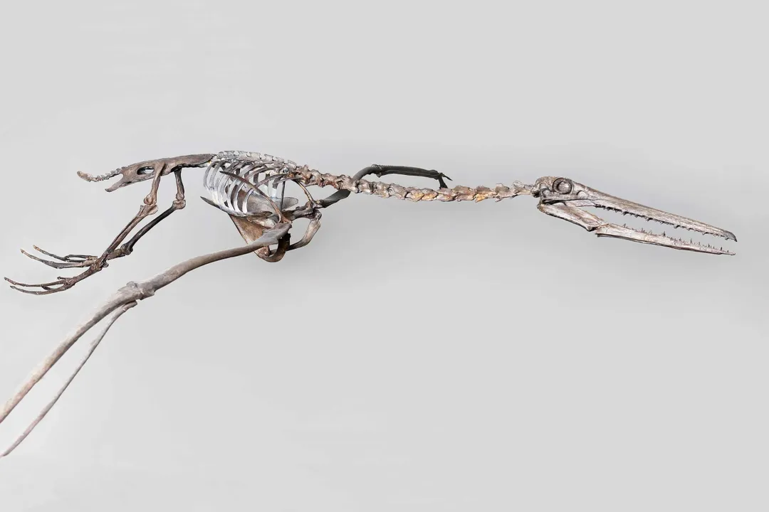 What is unique about Pelagornis?, Bony Jaws