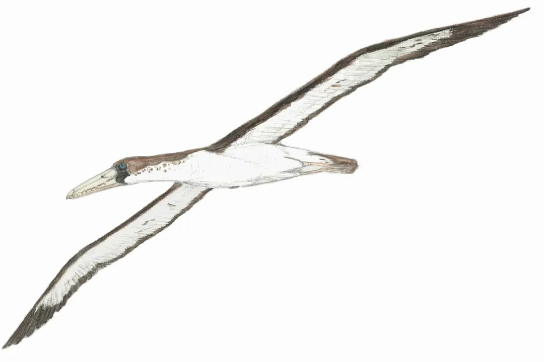 What is unique about Pelagornis?