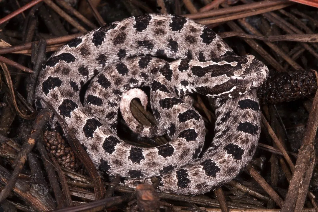 What is unique about pygmy rattlesnakes?, Diminutive Size