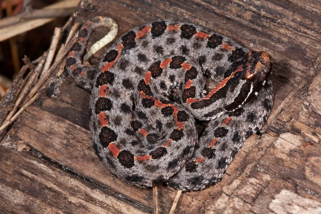 What is unique about pygmy rattlesnakes?, Habitat Preferences