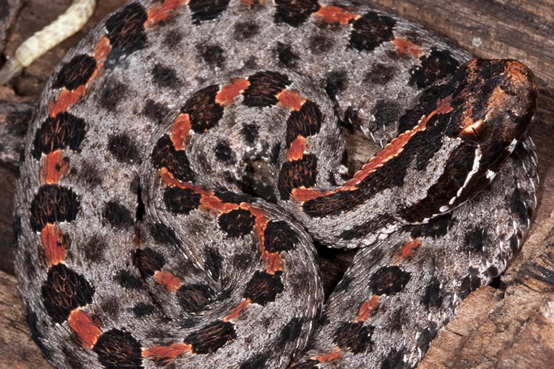What is unique about pygmy rattlesnakes?, Subtle Warning