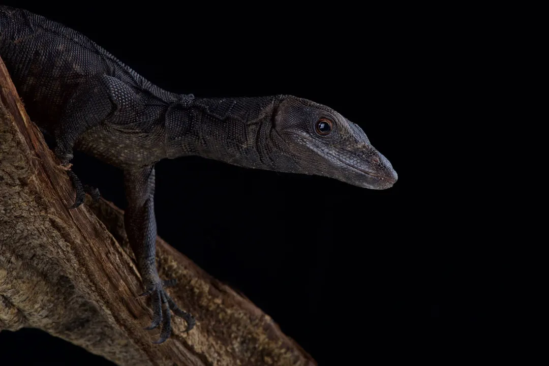 What is unique about the black dragon lizard?