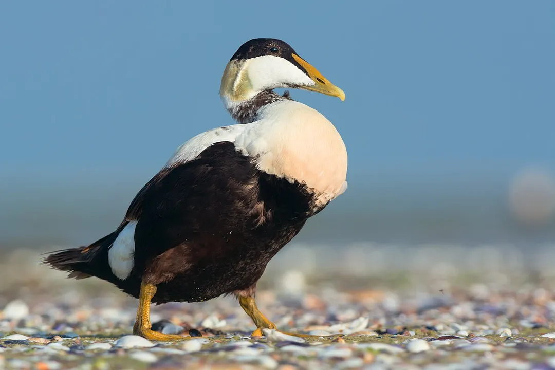 Which distinction does the Common Eider hold regarding duck species in the Northern Hemisphere?