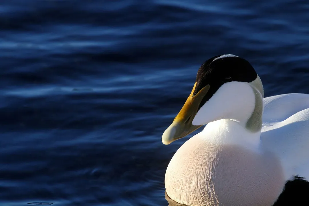 What is unique about the eider duck?, Largest Duck