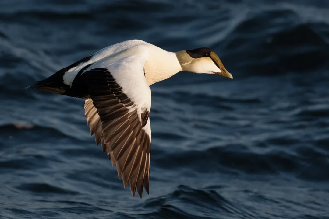 What is unique about the eider duck?, Soft Down Body