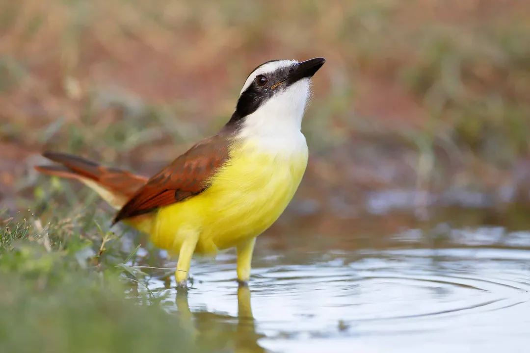 What is unique about the Kiskadee bird?