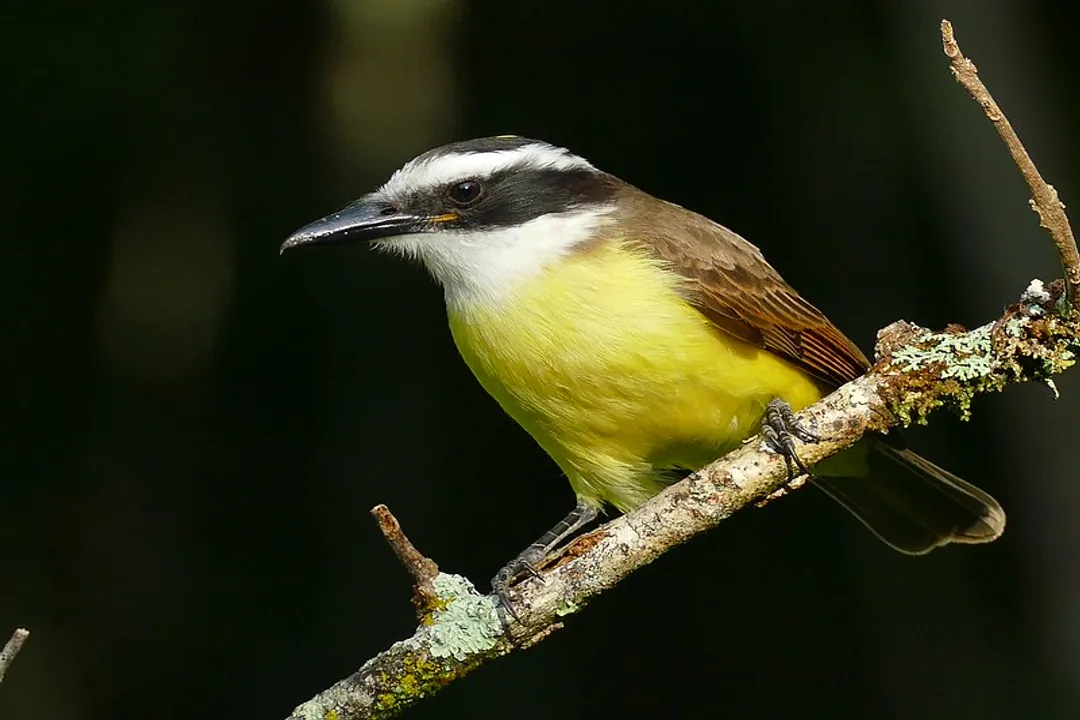 What is unique about the Kiskadee bird?, Striking Look