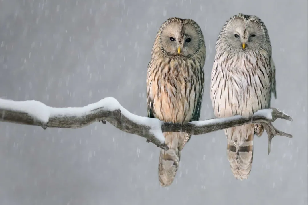 What is unique about Ural owls?, Distinctive Appearance