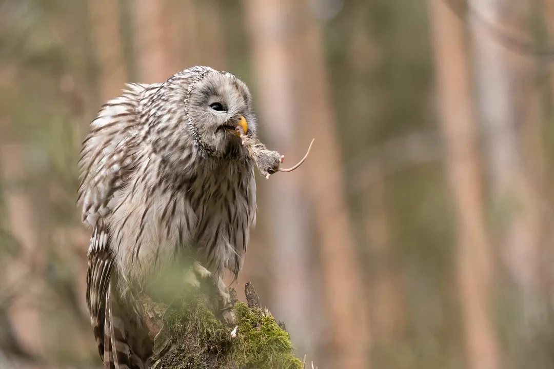 What is unique about Ural owls?, Forest Dweller