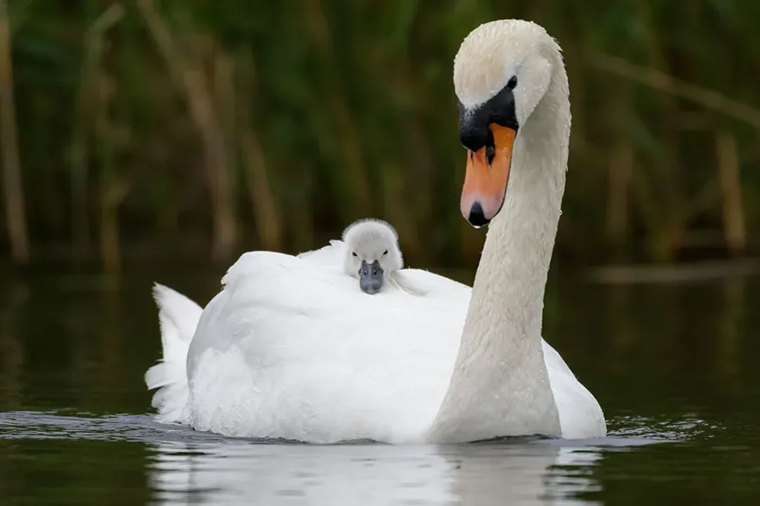 What is very special about the kangaroo mouse?, Bipedal Motion