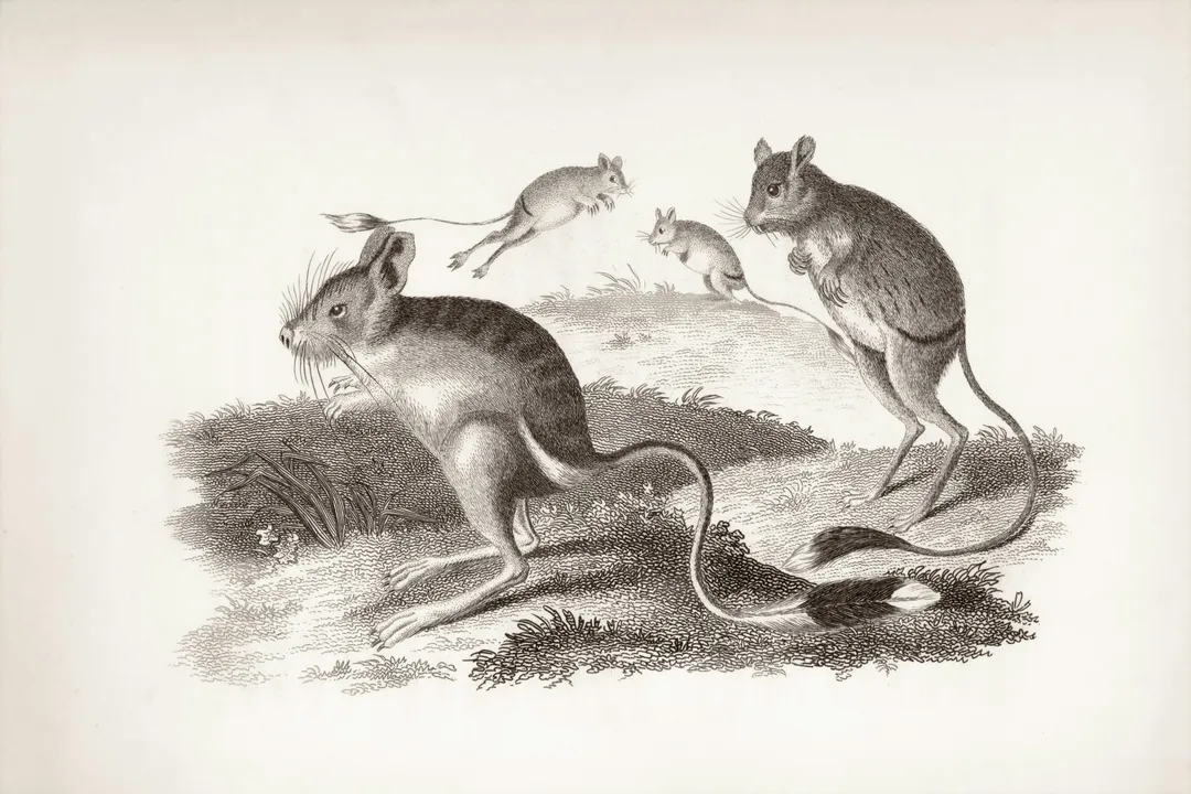 What is very special about the kangaroo mouse?, Species Variation