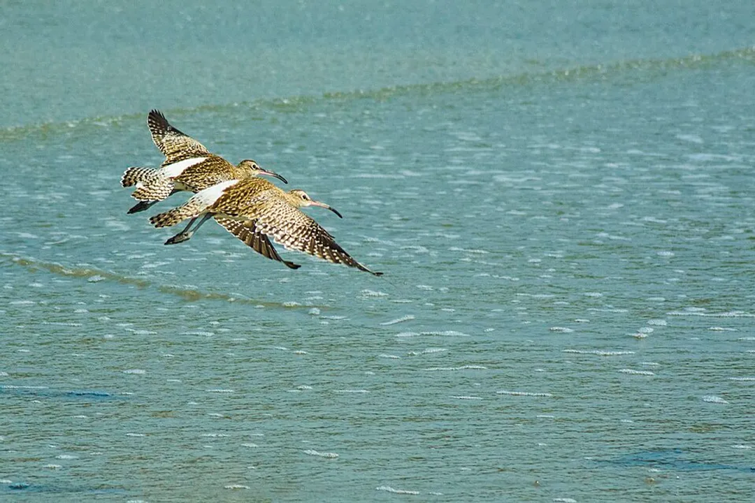 What is Whimbrel?, A Divided Species