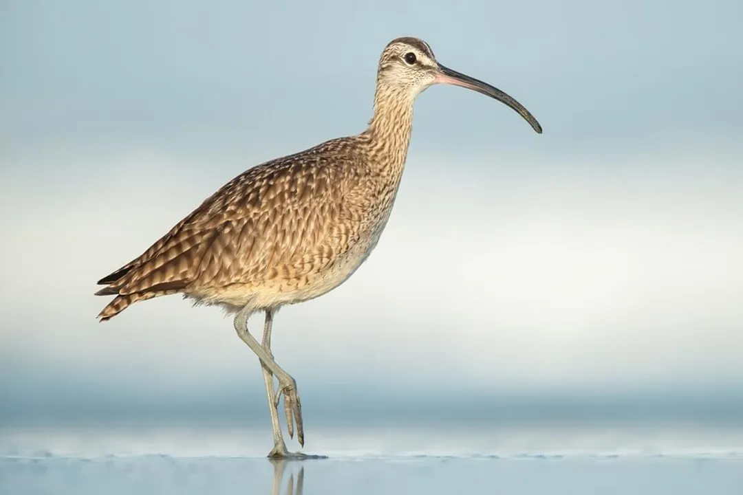 What is Whimbrel?, Defining Features