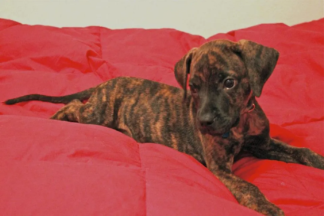 What issues does Mountain Cur have?, Breed Hardiness