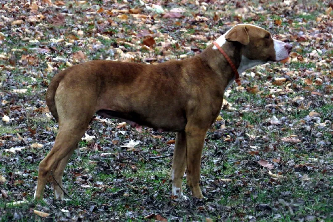 What issues does Mountain Cur have?, Orthopedic Concerns