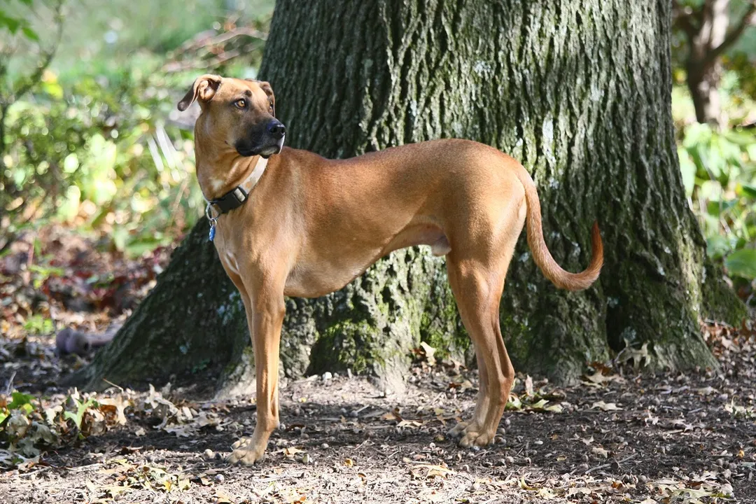 What issues does Mountain Cur have?, Ocular Problems