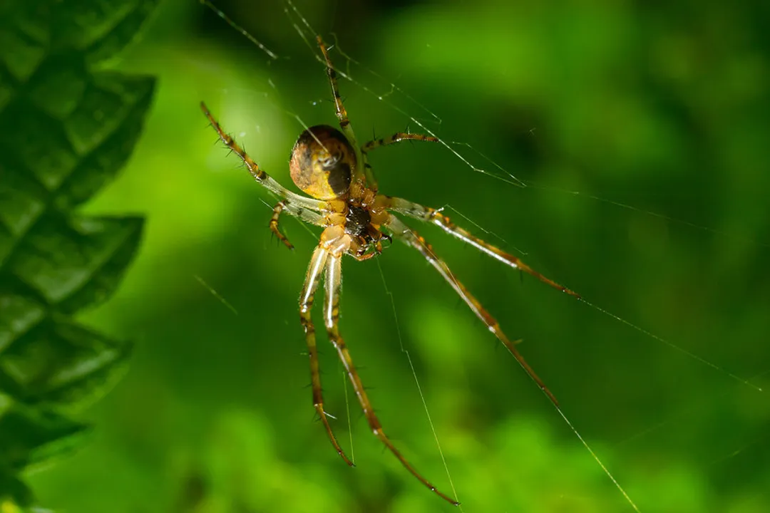 What keeps cane spiders away?