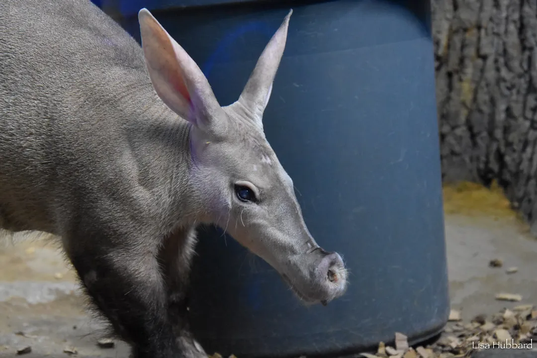 What kills aardvarks?, Tough Hide
