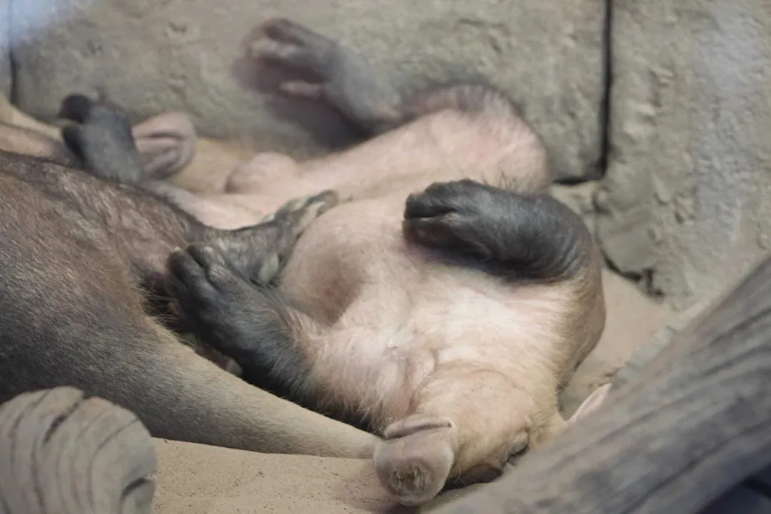 What kills aardvarks?, Major Threats
