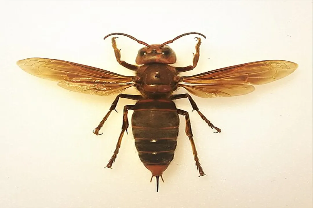 What kills Asian giant hornet?, Natural Enemies