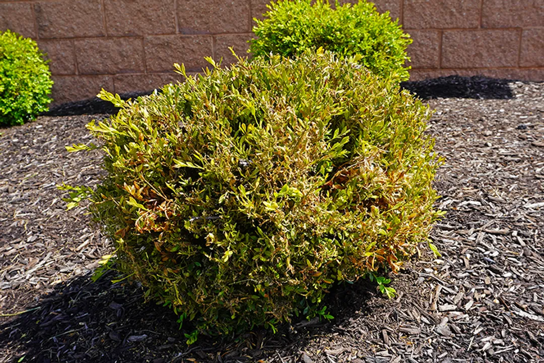 What kills box tree moths?