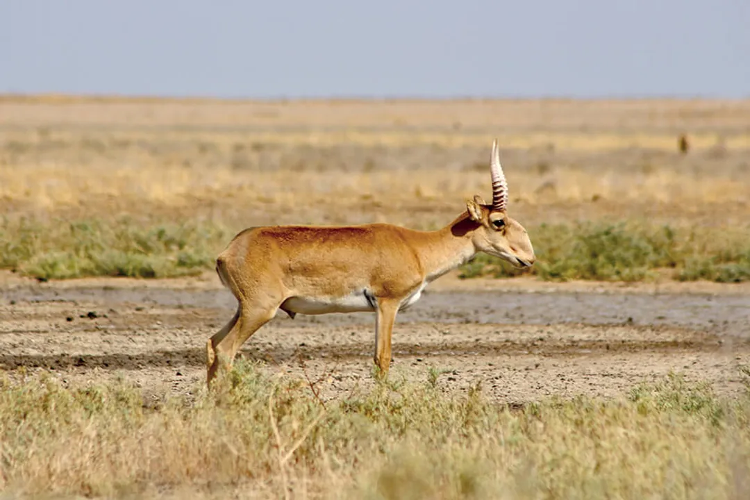 What kind of animal is a saiga?