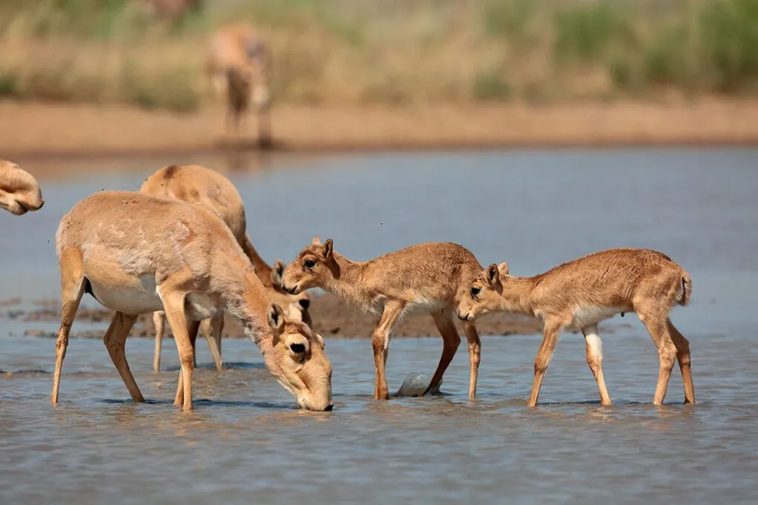 What kind of animal is a saiga?, Conservation Crisis