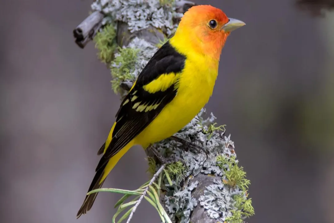 What kind of bird has an orange head yellow body and black wings?