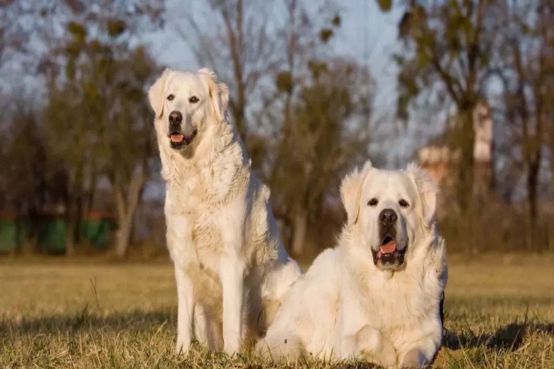 What kind of coat does a Slovak Cuvac have?, Double Protection