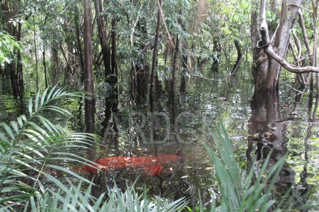 What kind of fish do Amazon River dolphins eat?, Environmental Influence on Foraging