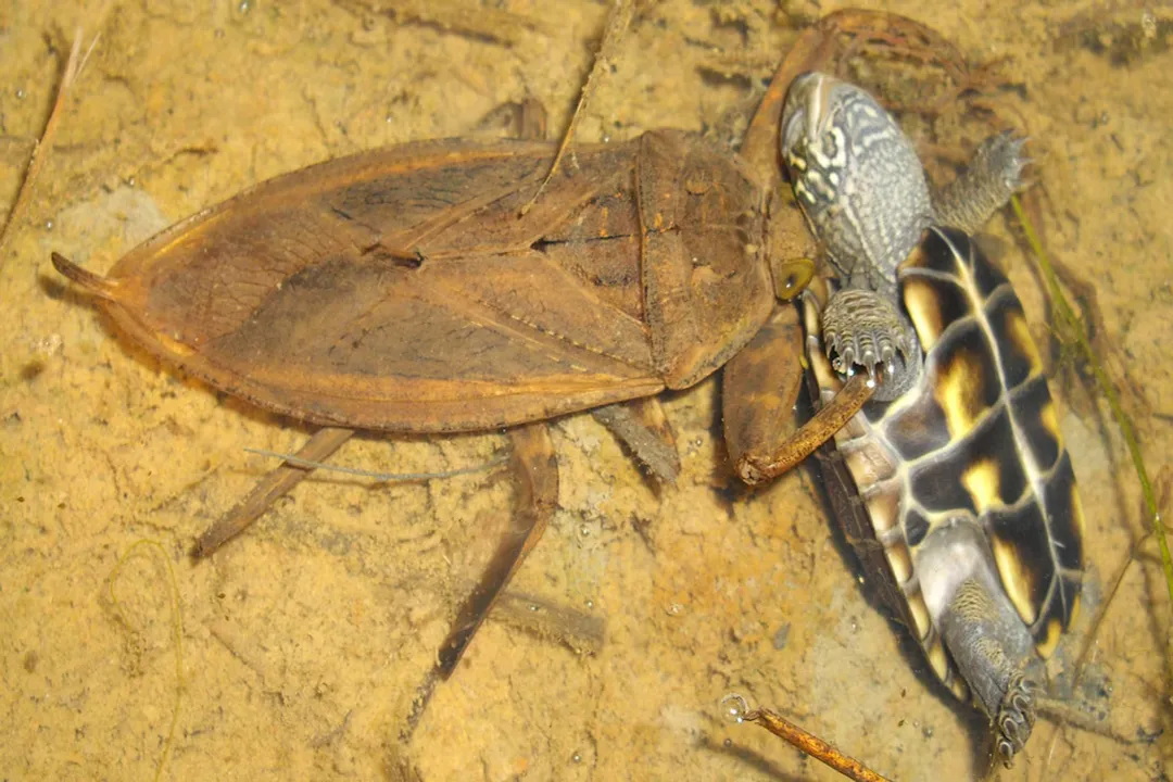 What kind of food do water bugs eat?, Developmental Diets