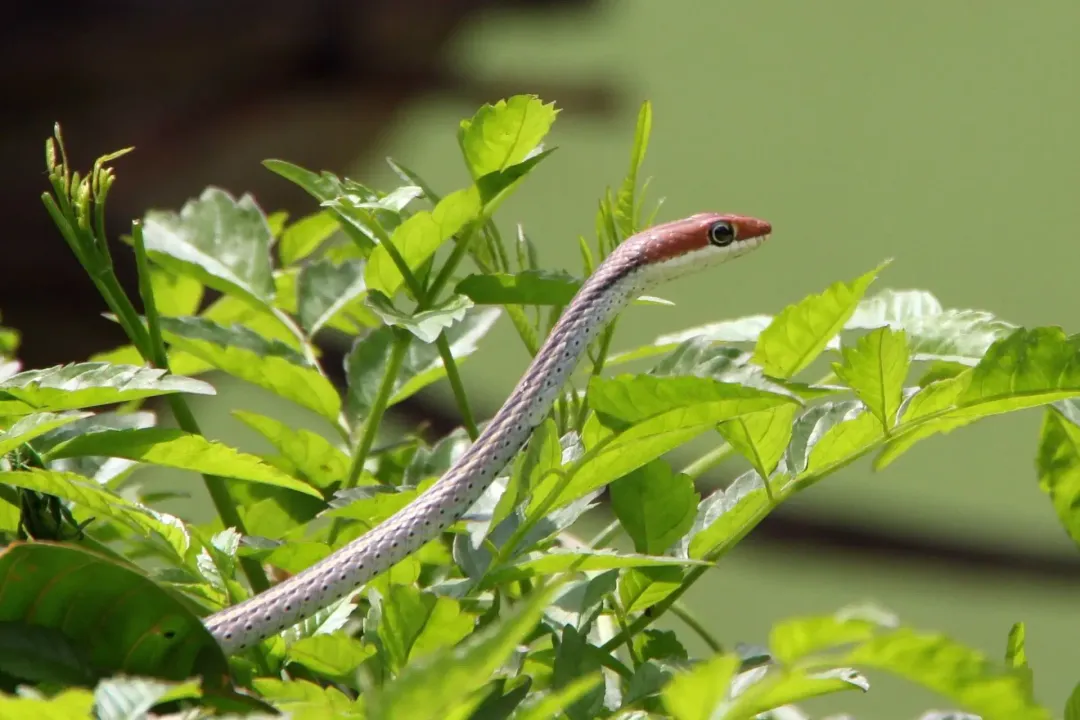 What kind of grass repels snakes?, Turf Management Imperatives