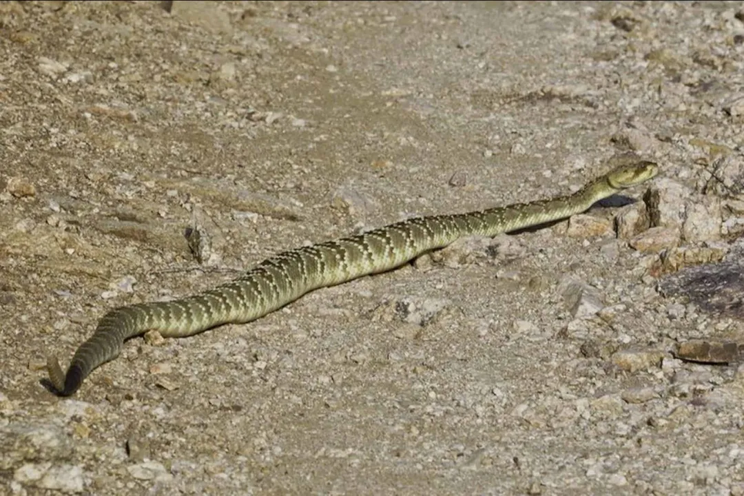 What kind of rattlesnake has a black tail?, Distinguishing Features Table