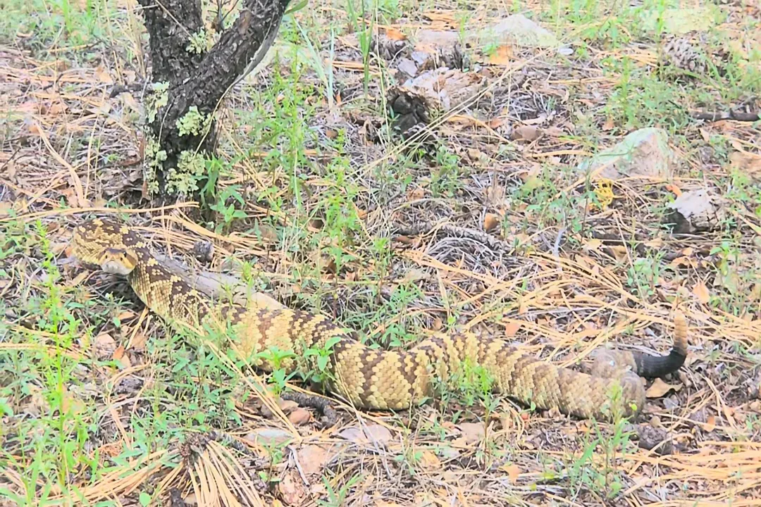 What kind of rattlesnake has a black tail?, Western Focus