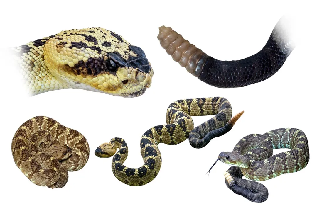 What kind of rattlesnake has a black tail?, Habitat and Behavior in the Southwest