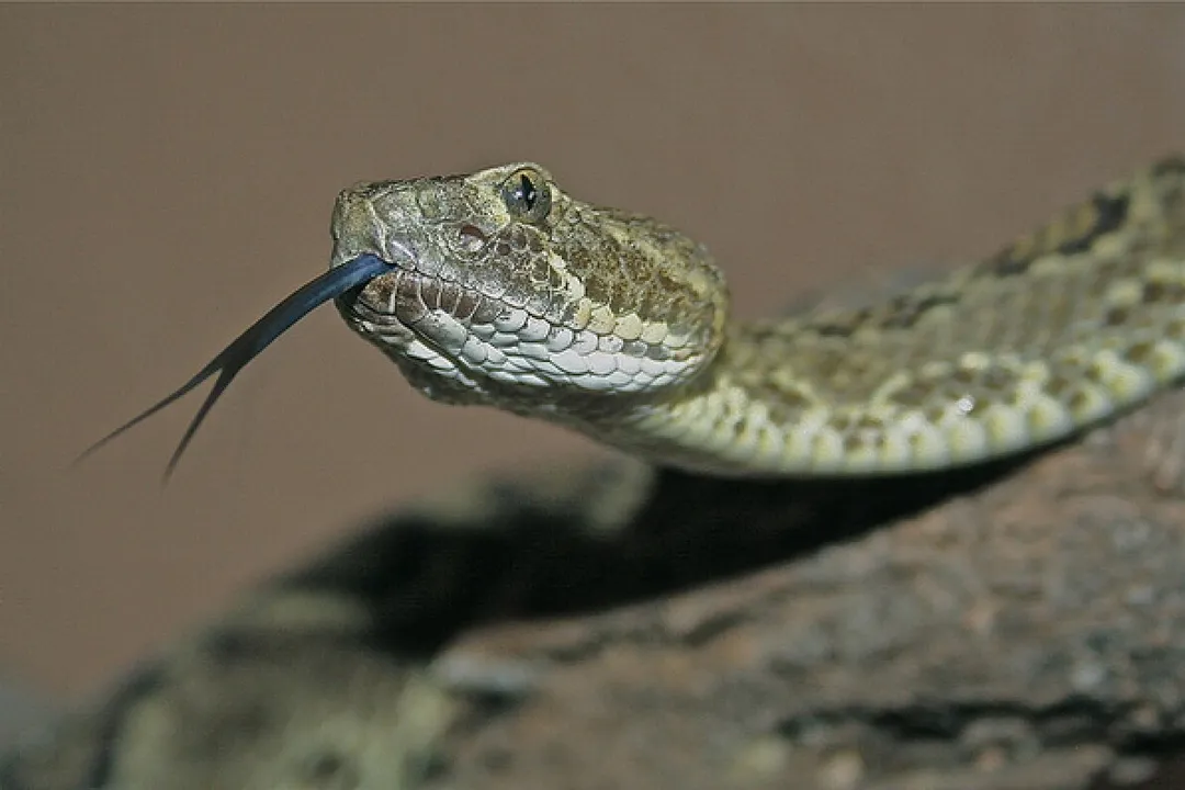 What kind of rattlesnakes are in the Mojave Desert?, Mojave Green Venom