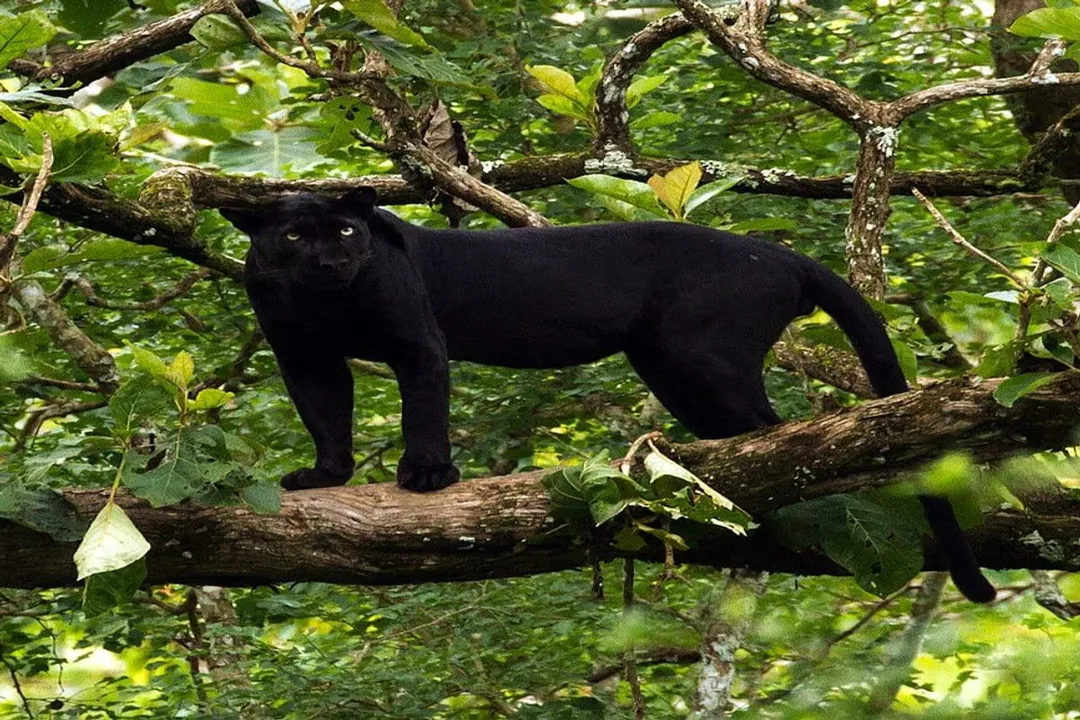 What limits population size in nature?, Capacity Definition