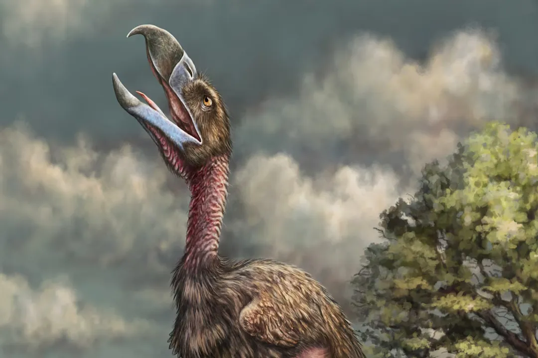 What made terror birds so terrifying?, Colossal Stature