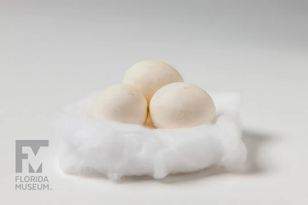 What made the Carolina parakeet unique?, Social Structure